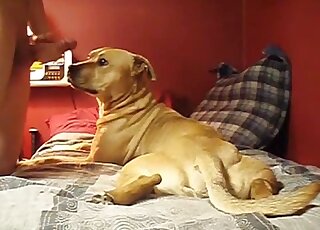 Dog decides to blow this lady's horny hubby