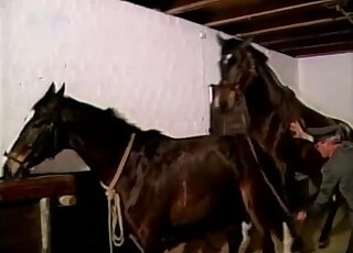 Two salacious ponies are going to fuck forever