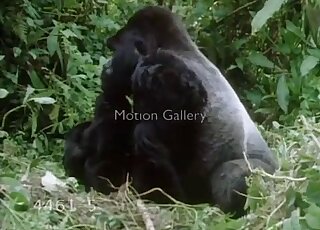 Grass-based fuck scene with two beefy apes