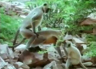 Outdoors fuck movie with sexy apes that fuck
