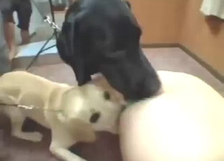 Kissing cock is what this Japanese girl loves