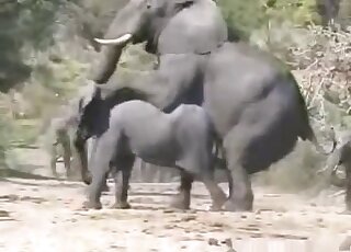 Porn Elephan